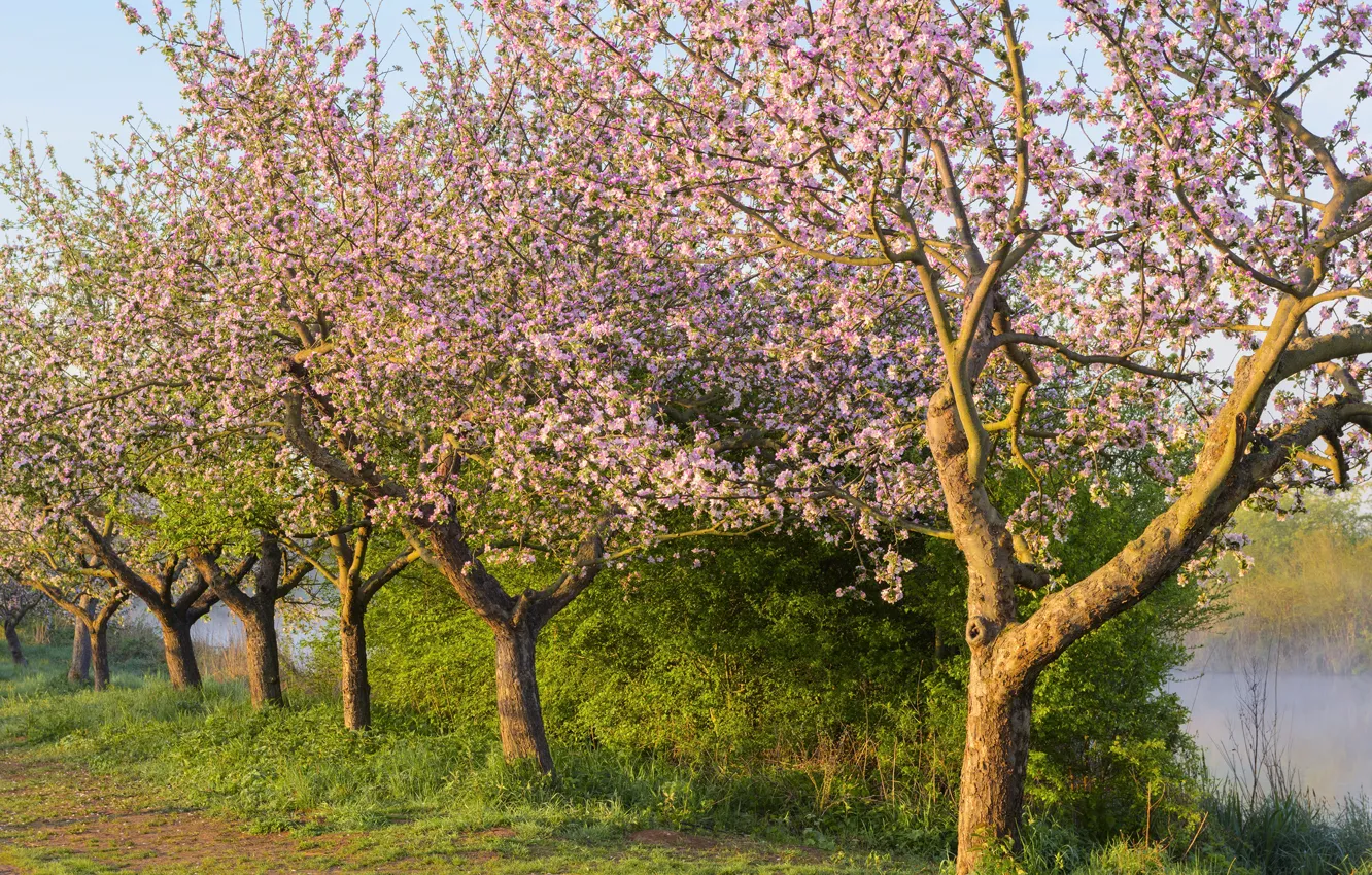 Photo wallpaper grass, the sun, trees, flowers, branches, spring, garden, flowering