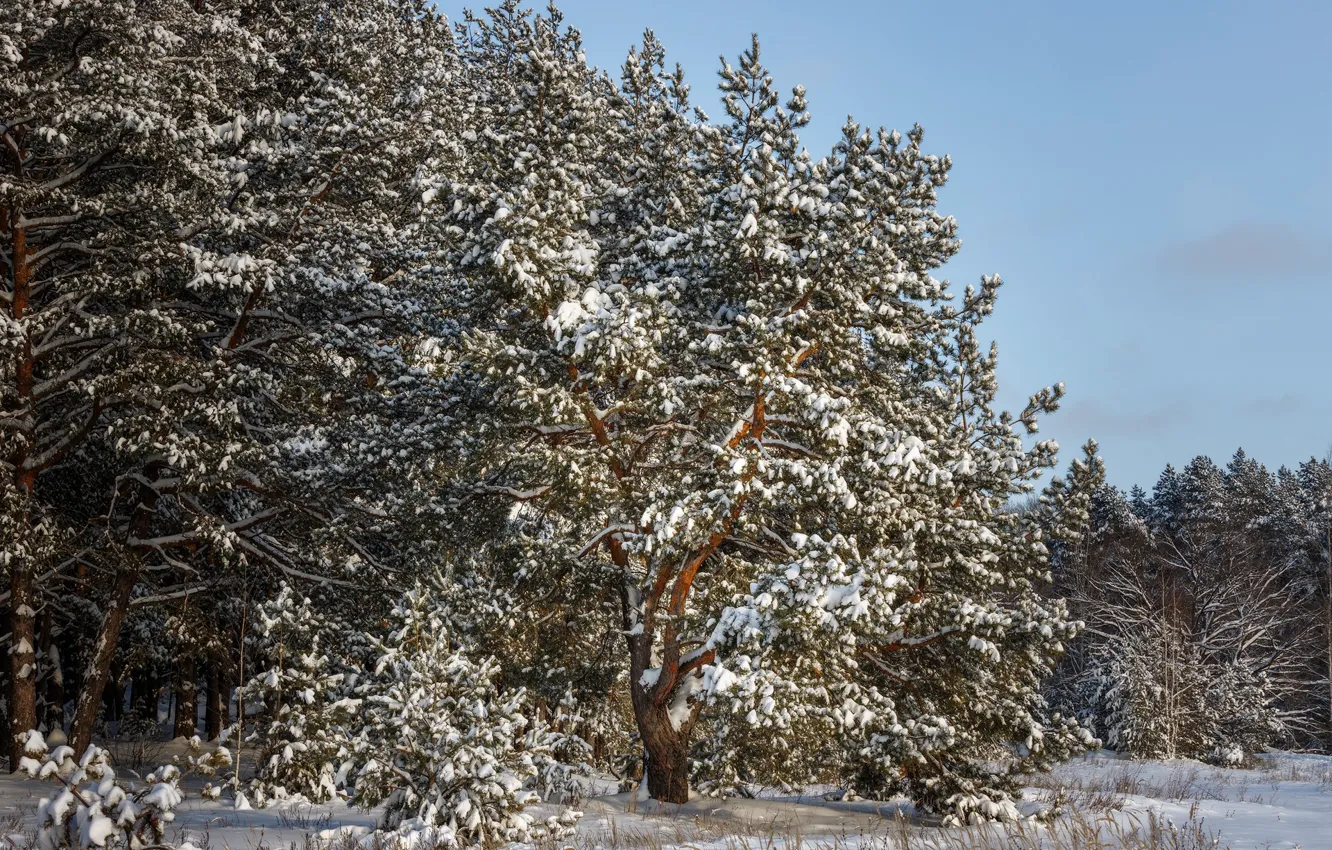Photo wallpaper winter, snow, trees, nature, Sergey Sergeev