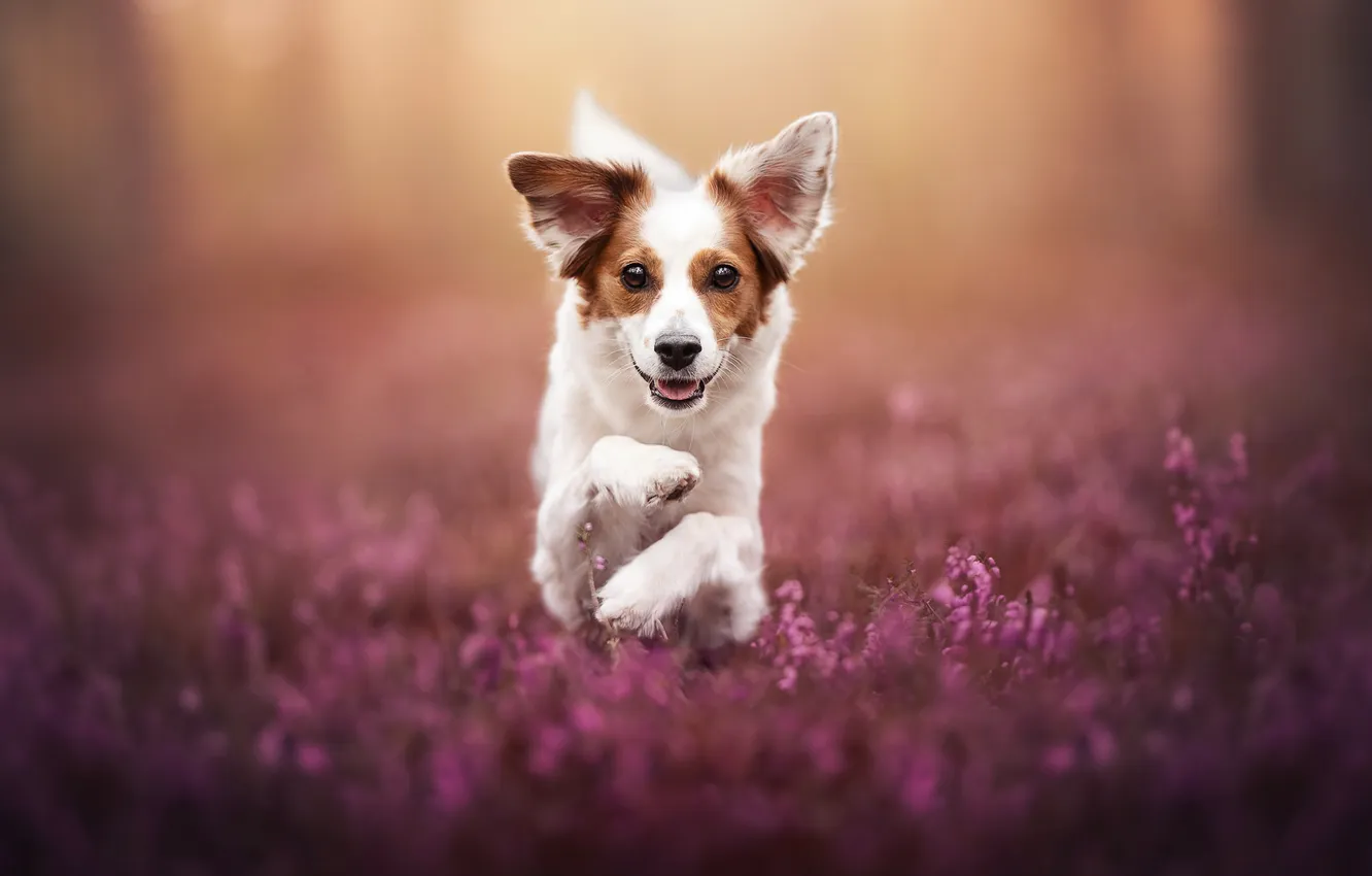 Photo wallpaper face, dog, paws, walk, ears, Heather, Kooikerhondje