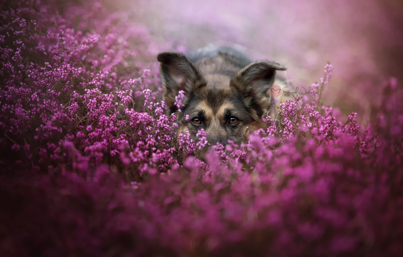 Photo wallpaper look, flowers, dog