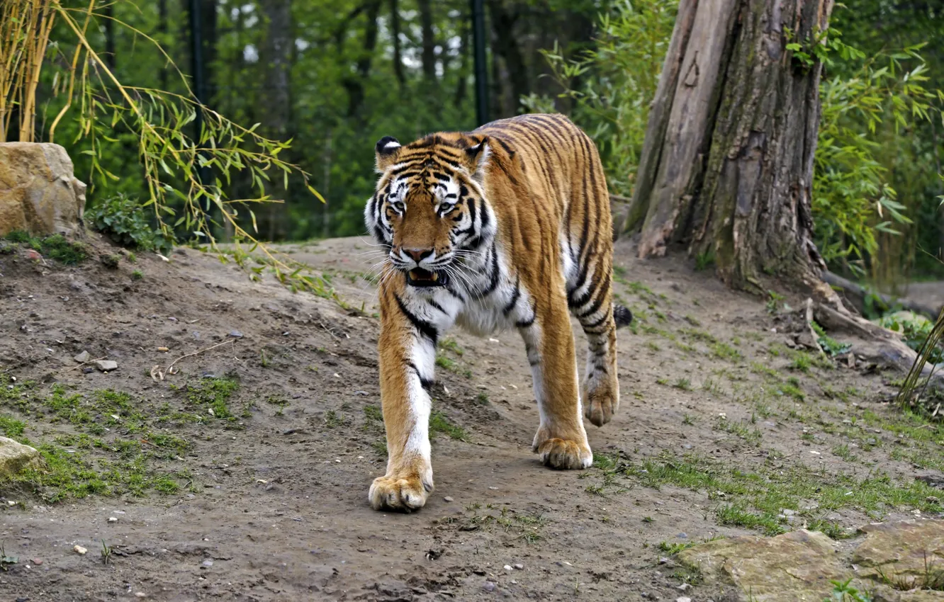 Photo wallpaper cat, tiger, Amur