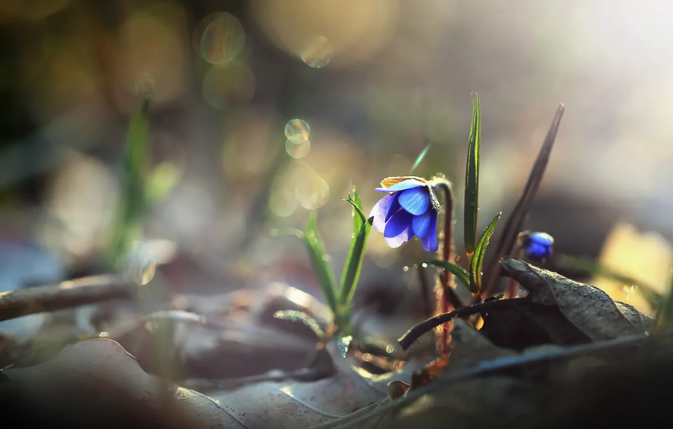 Photo wallpaper flower, nature, background