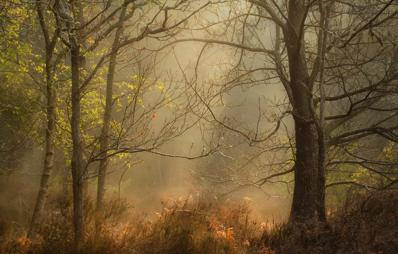 Photo wallpaper autumn, forest, trees, branches, nature, fog, Park, thickets