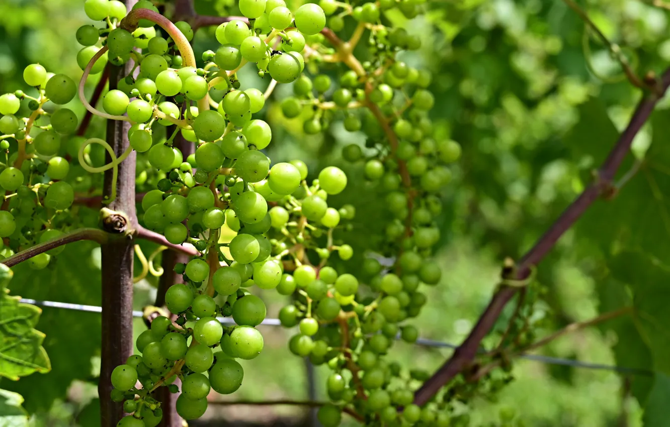 Photo wallpaper light, green, grapes, bunches of grapes