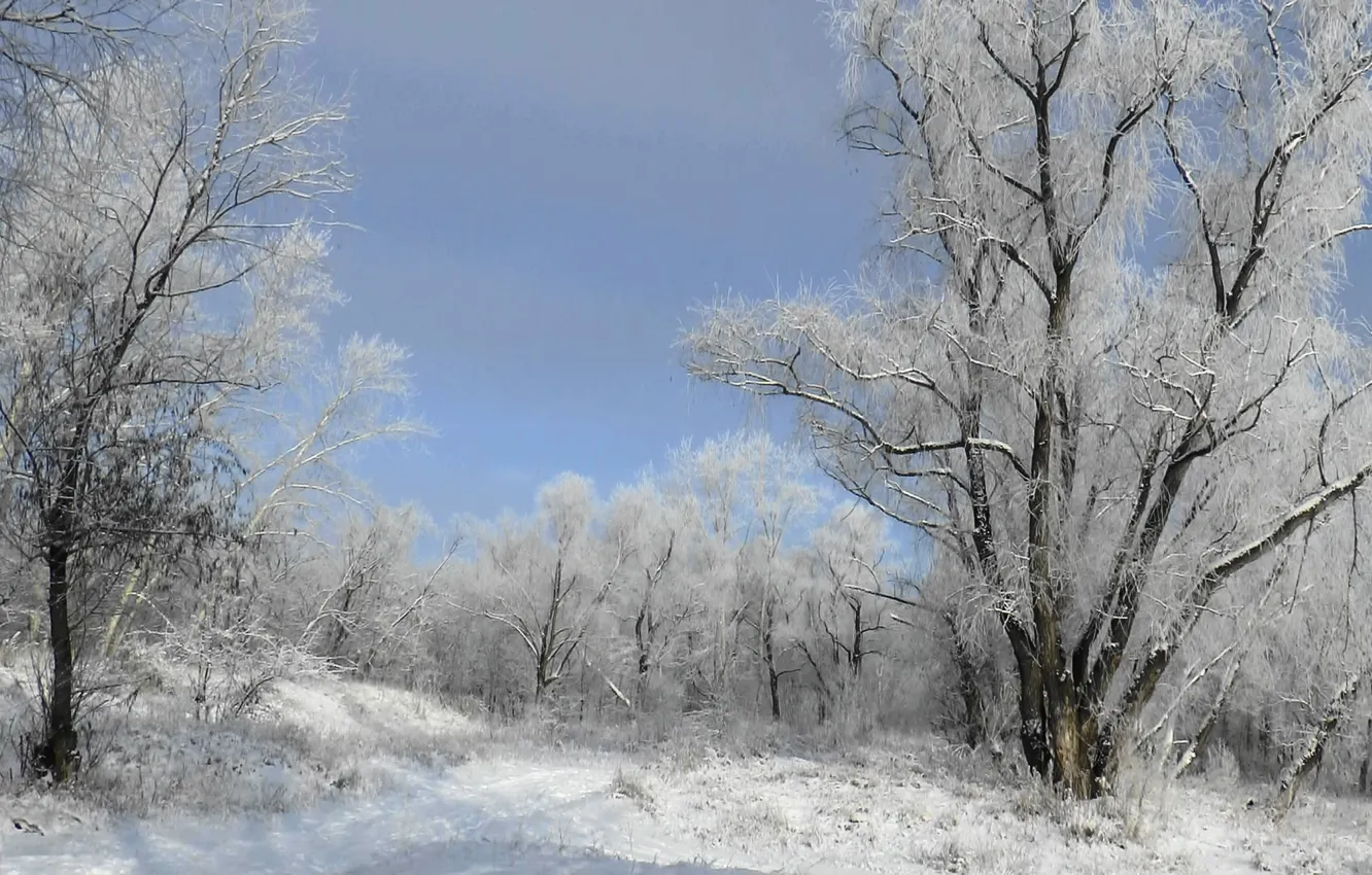 Photo wallpaper frost, forest, trees, Winter