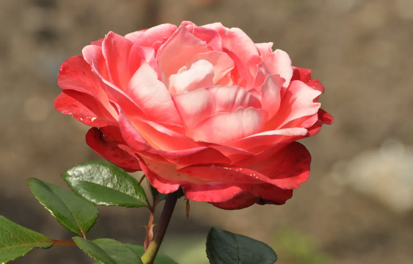 Photo wallpaper leaves, macro, flowers, nature, roses, petals, stem