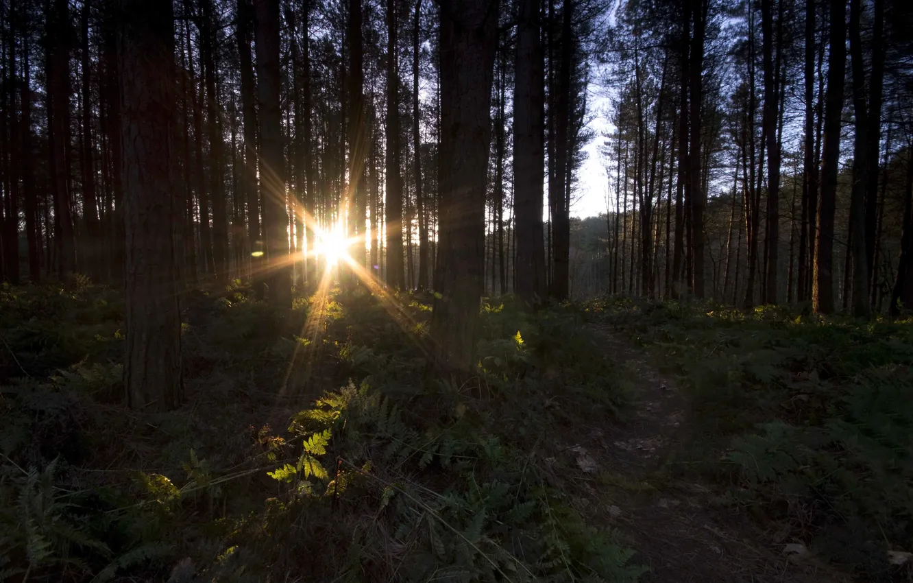 Photo wallpaper the sun, trees, morning, Early morning at Delemere