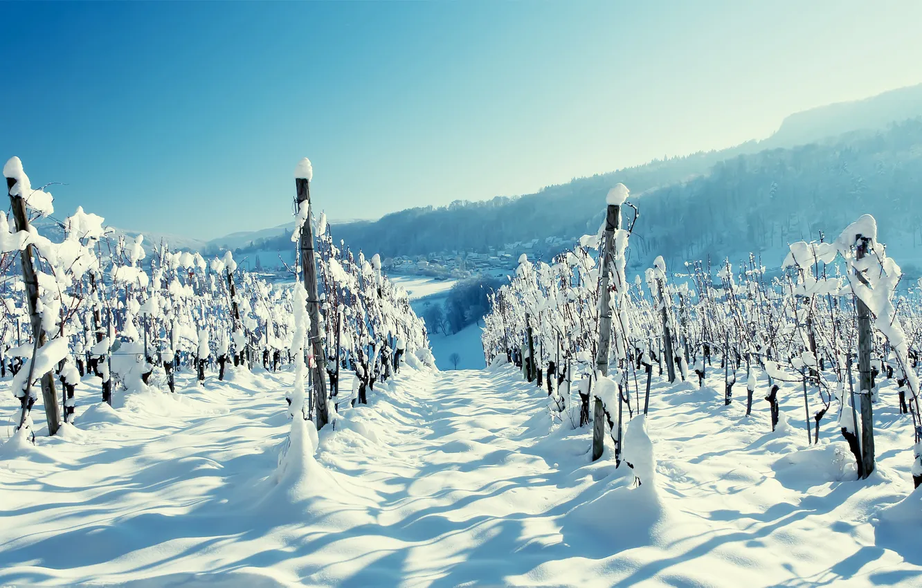 Photo wallpaper winter, forest, snow, landscape, mountains, village, vineyard, vine