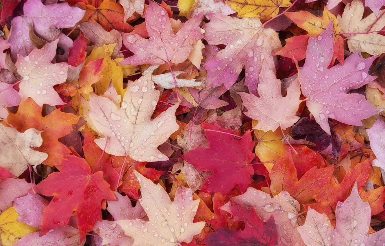 Photo wallpaper autumn, leaves, nature