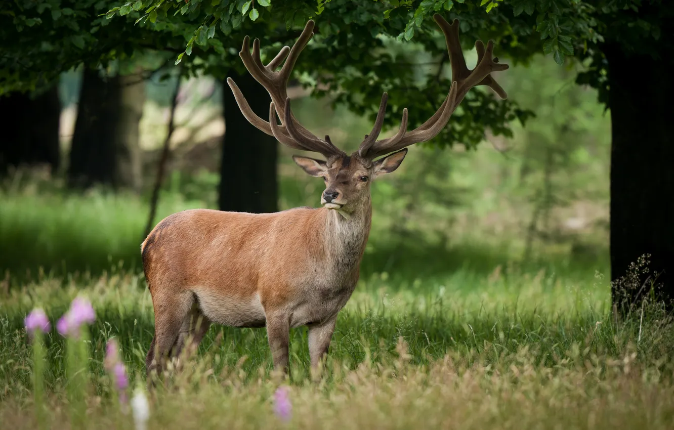Photo wallpaper grass, nature, deer