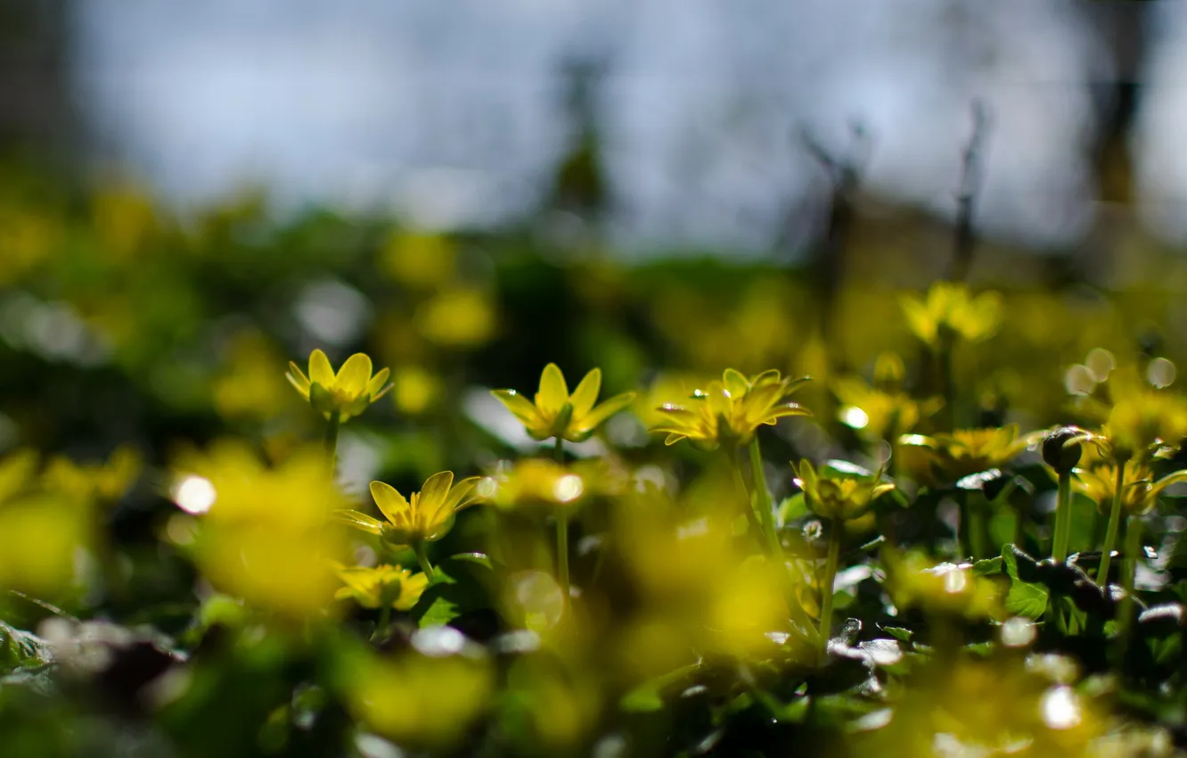 Photo wallpaper macro, flowers, nature