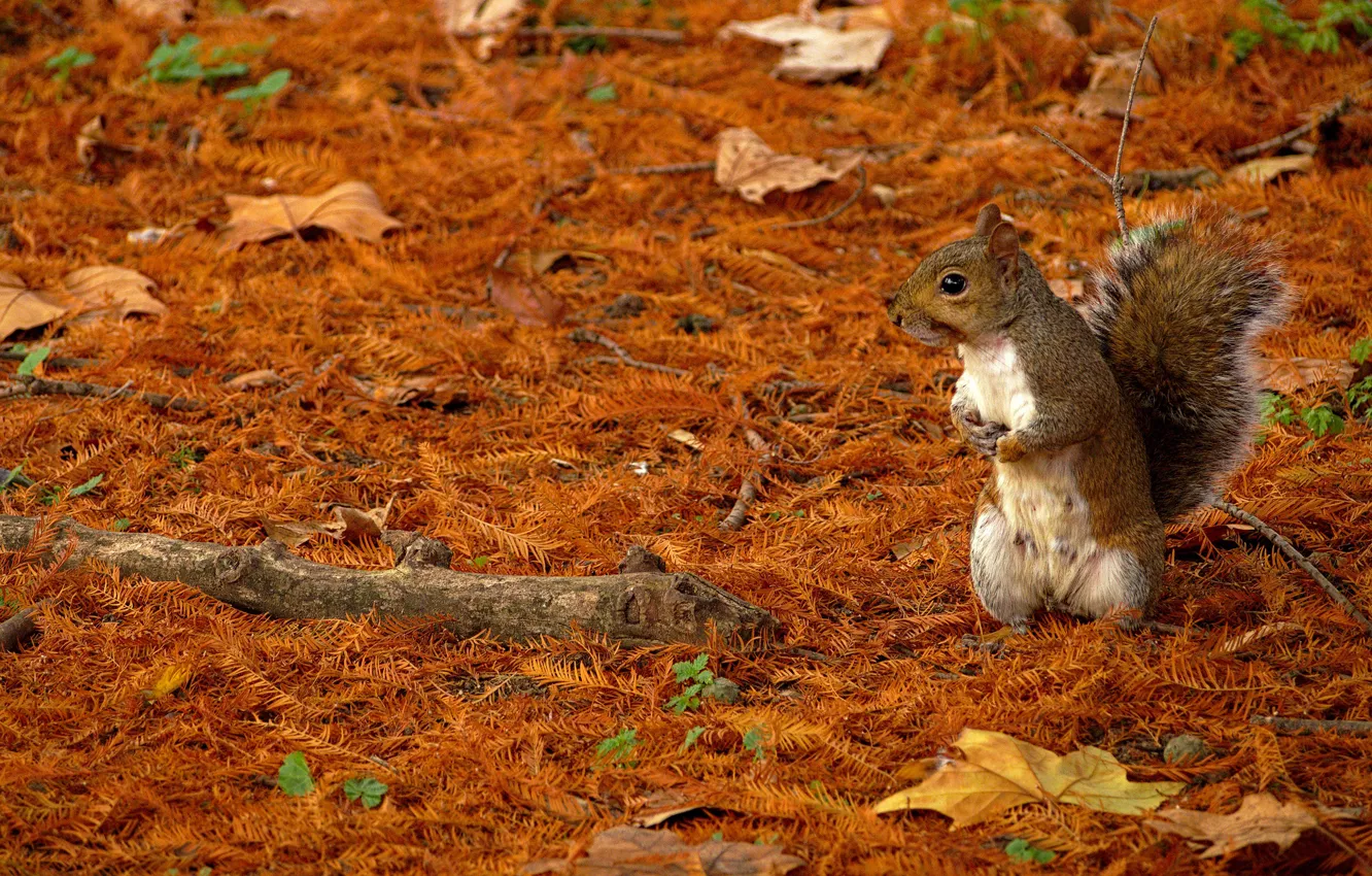 Photo wallpaper autumn, look, leaves, branches, nature, grey, glade, protein