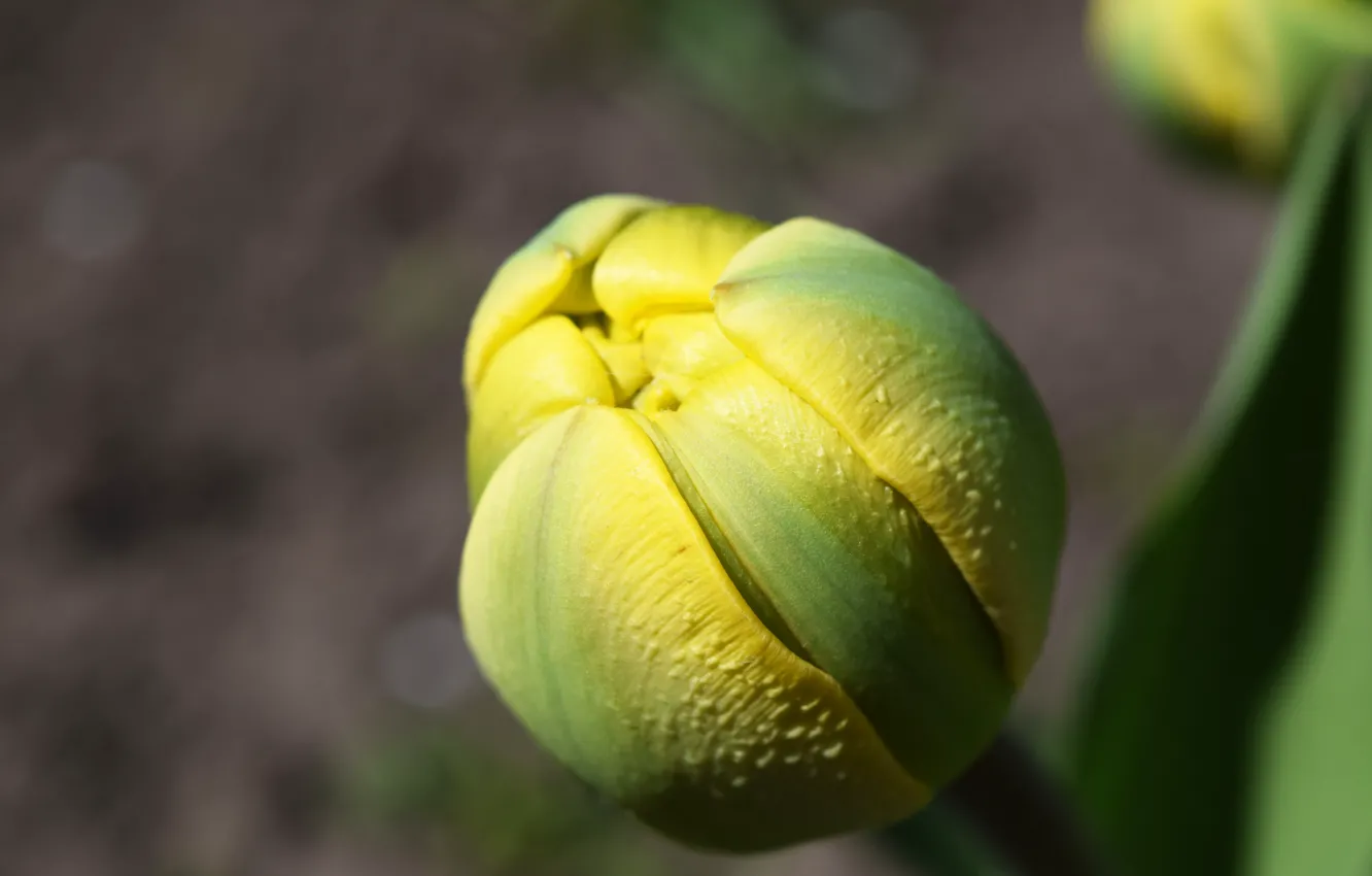 Photo wallpaper macro, yellow, spring, widescreen, Bud. flower