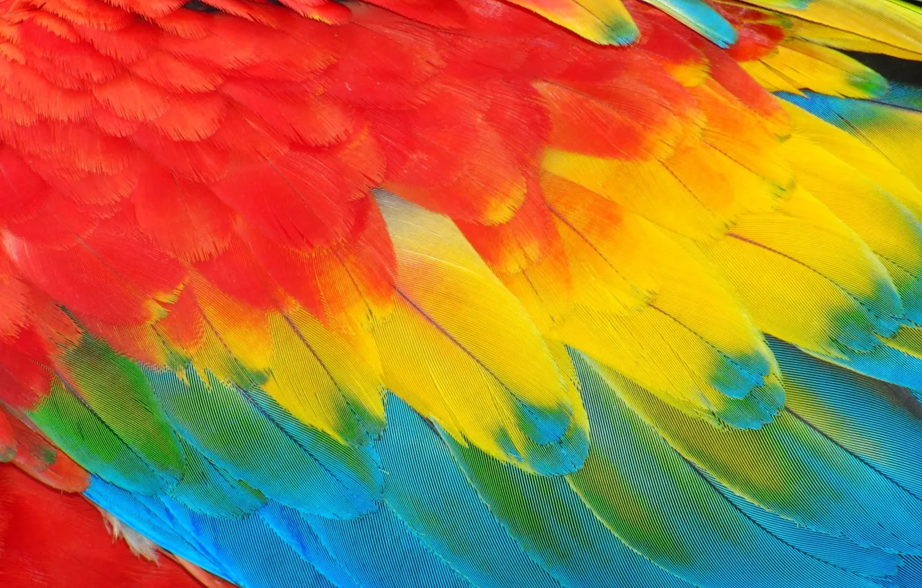 Photo wallpaper feathers, background, feather, card