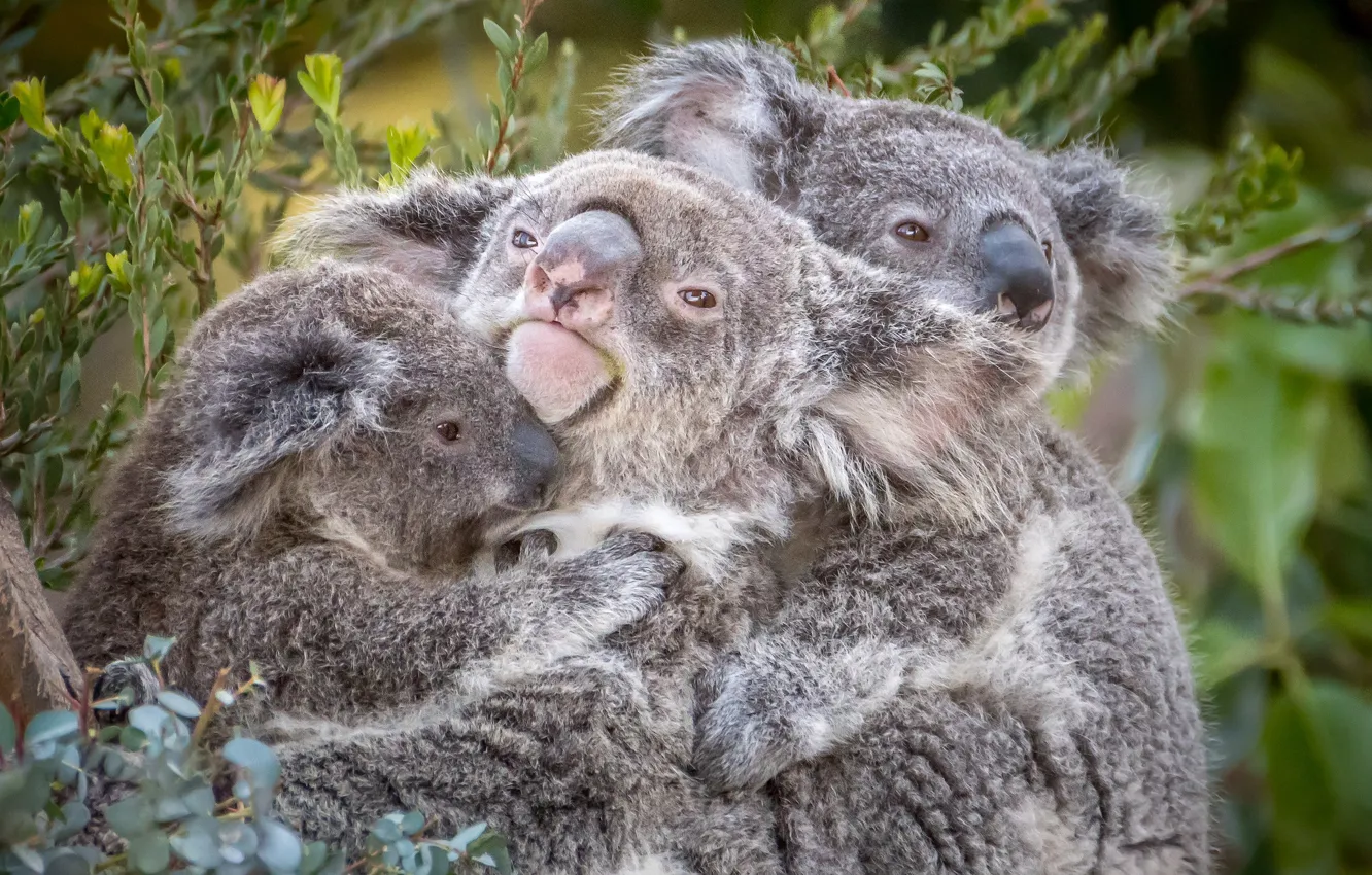Photo wallpaper trio, Koala, cute