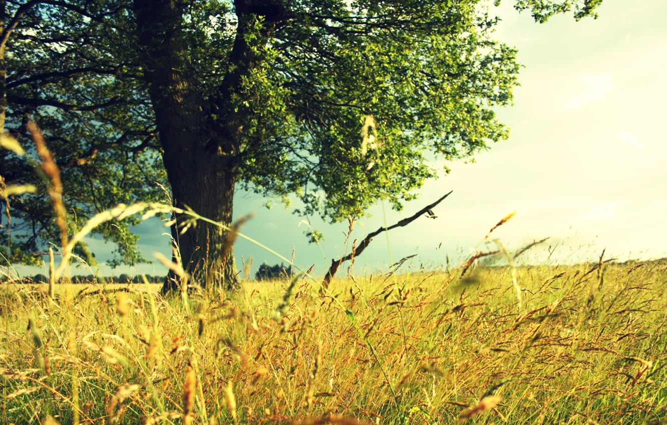 Photo wallpaper field, summer, grass, trees