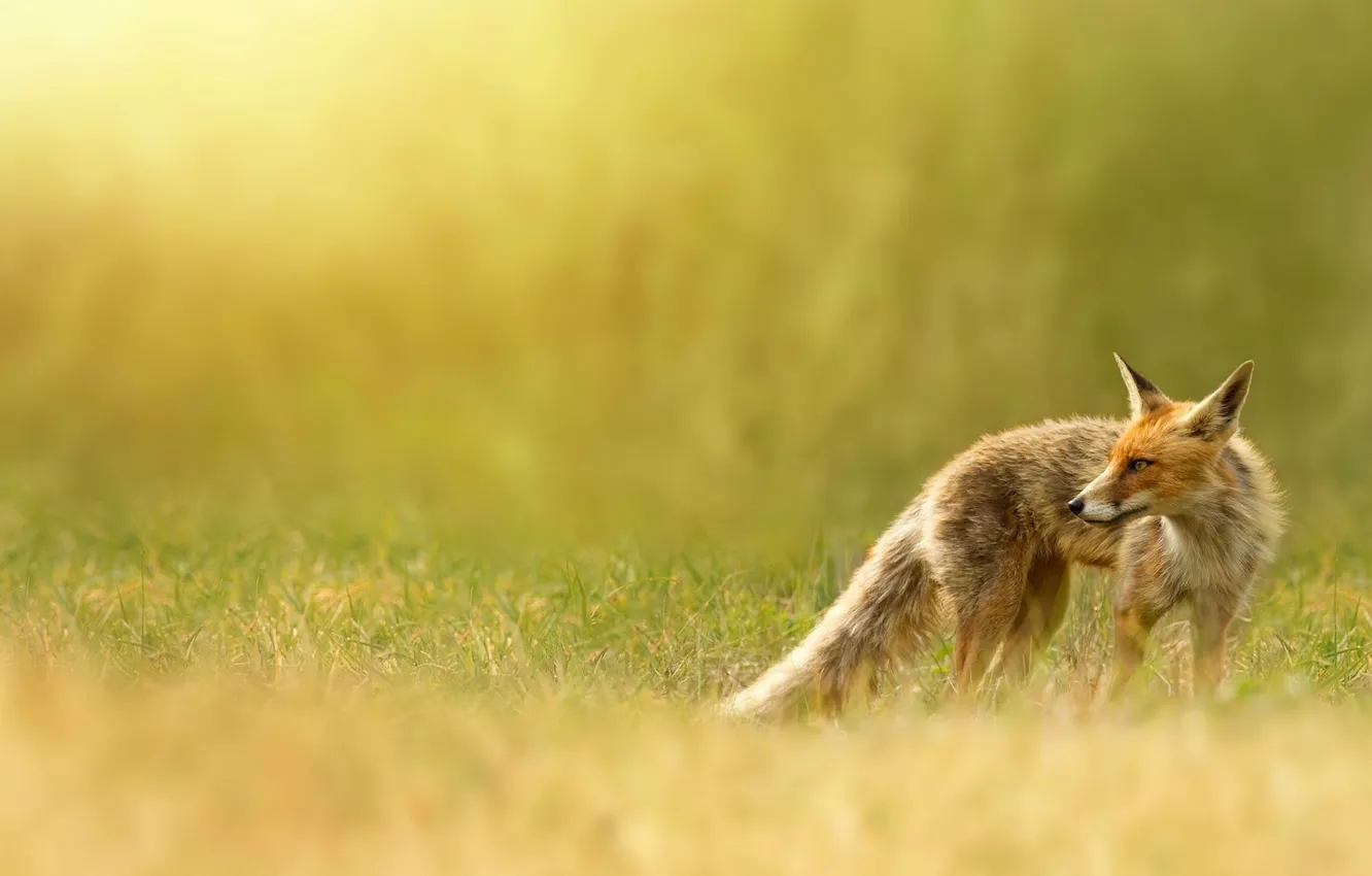 Photo wallpaper nature, Fox, red, weed, Fox