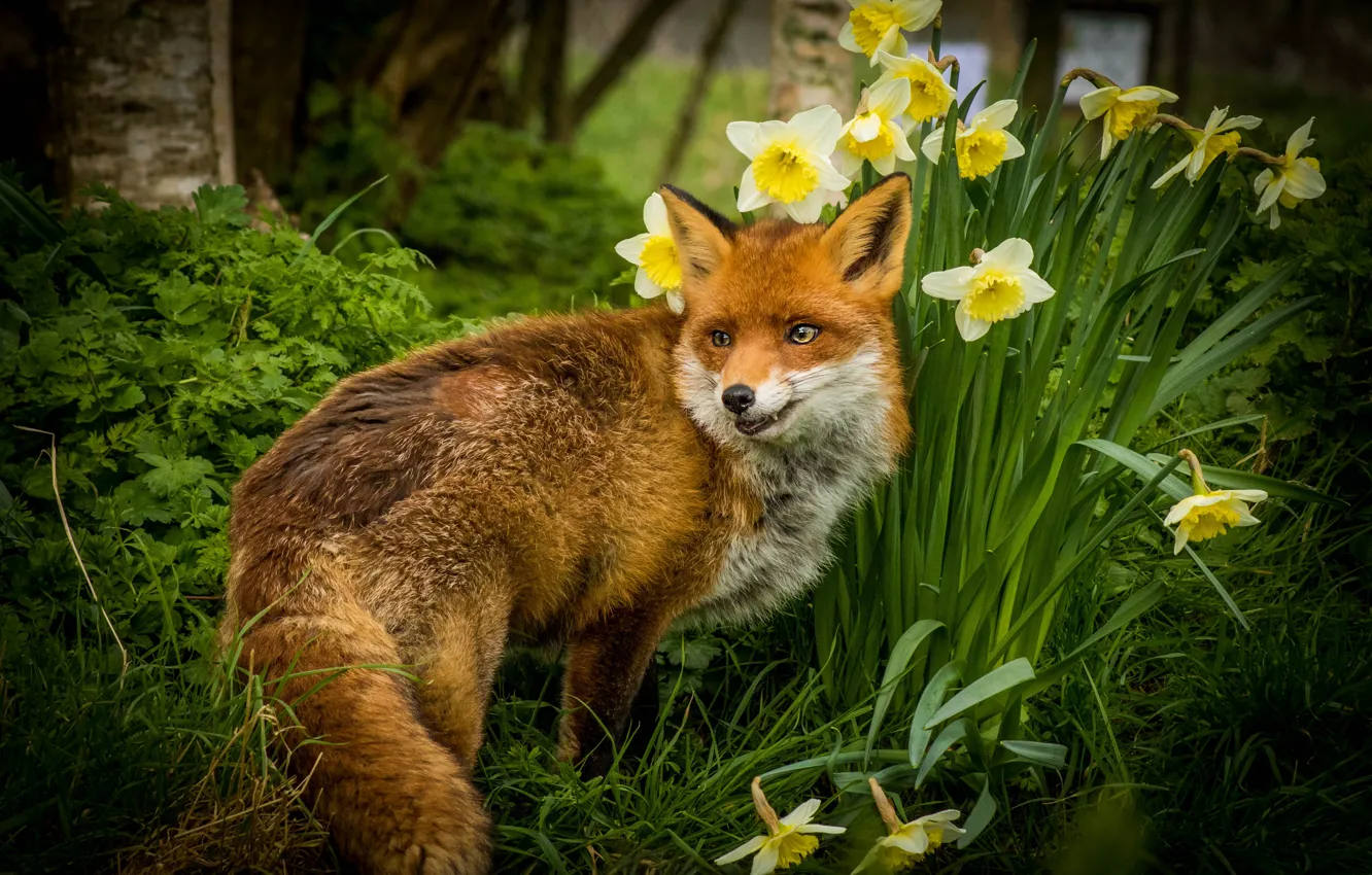 Photo wallpaper greens, grass, look, face, flowers, yellow, nature, pose
