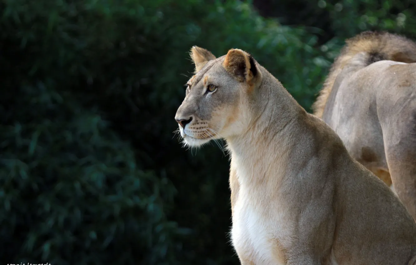 Photo wallpaper animal, wool, color, lioness, lady