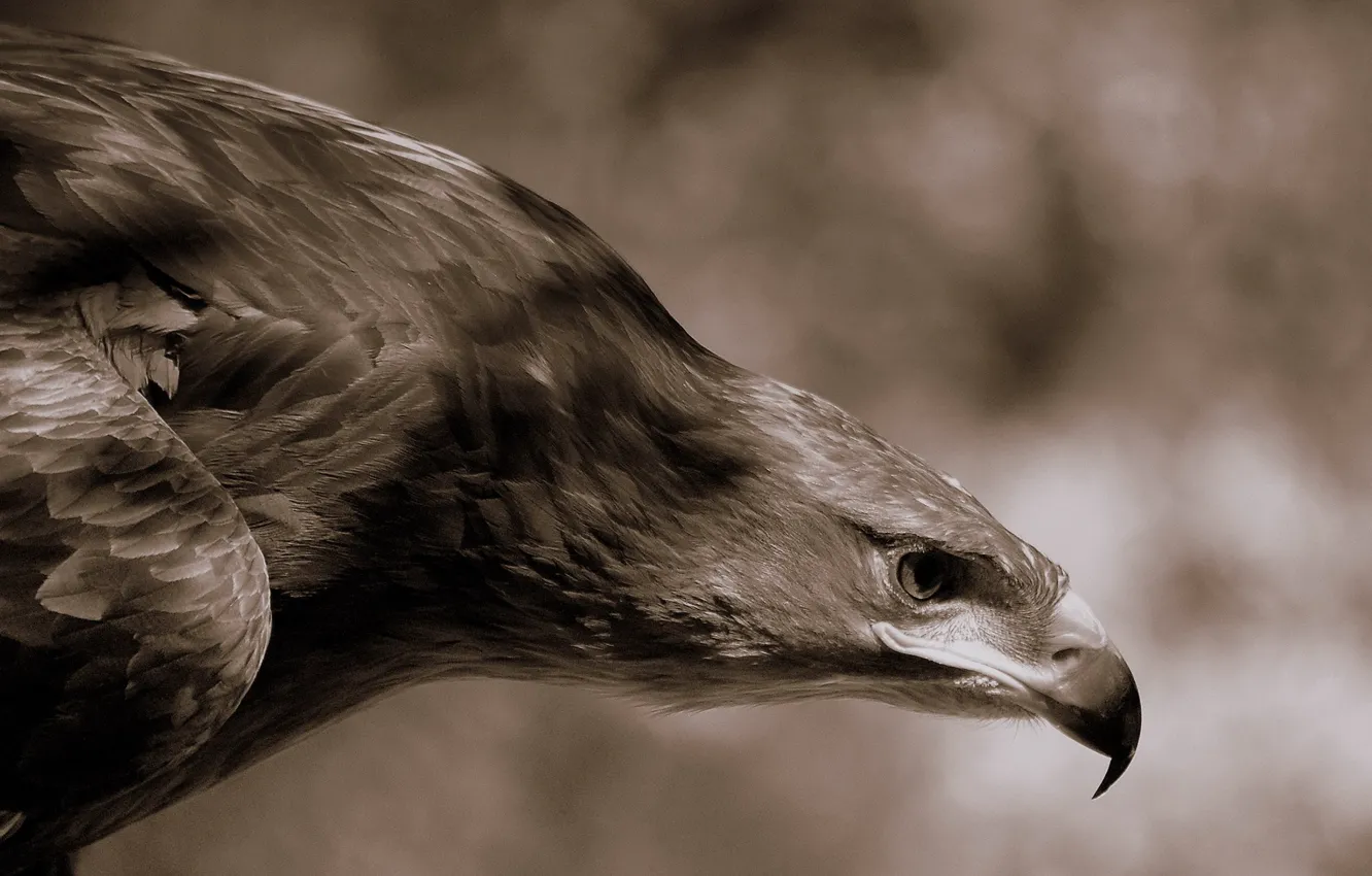 Photo wallpaper eagle, feathers, beak