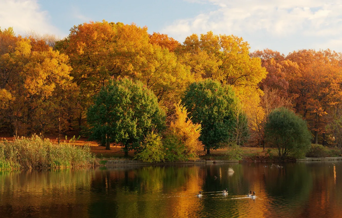 Photo wallpaper autumn, trees, nature, lake, photo, shore