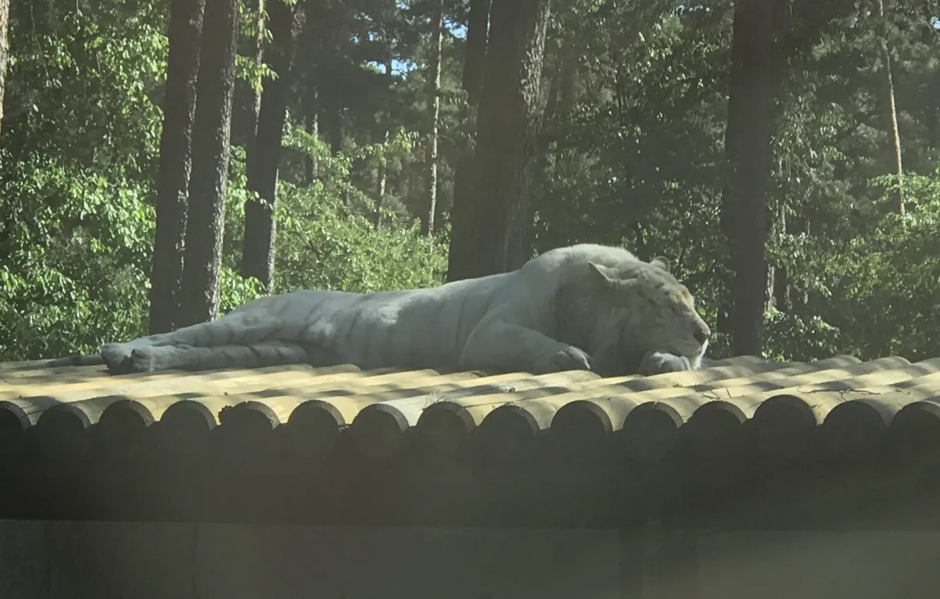 Photo wallpaper wood, Safari Park, Photography By Tom, tiger, sleeping, trees