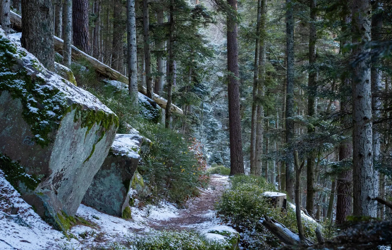 Photo wallpaper forest, snow, trees, nature, stones, France, path, France