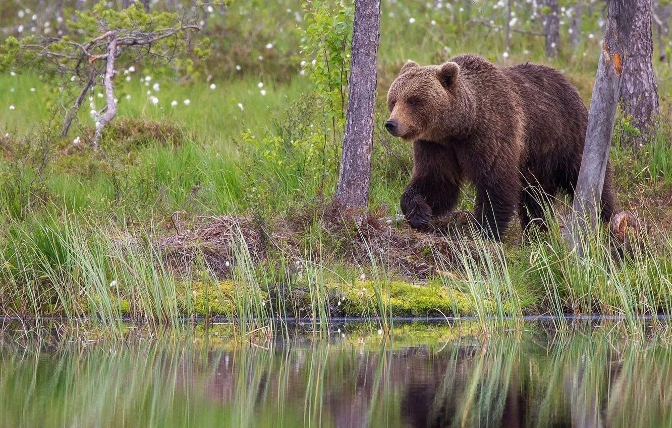 Photo wallpaper forest, look, nature, pose, bear, bear, brown