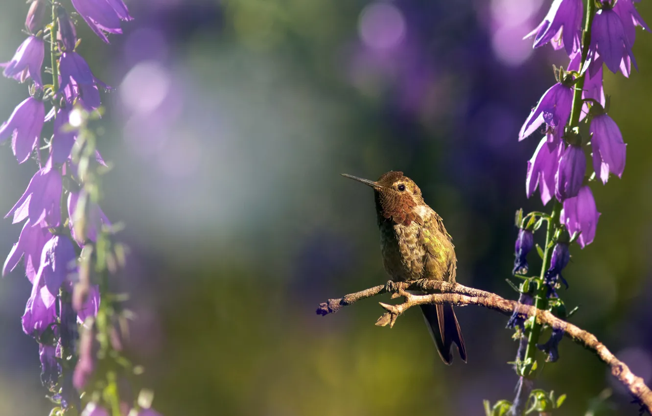 Photo wallpaper light, flowers, branches, background, bird, stem, Hummingbird, bells