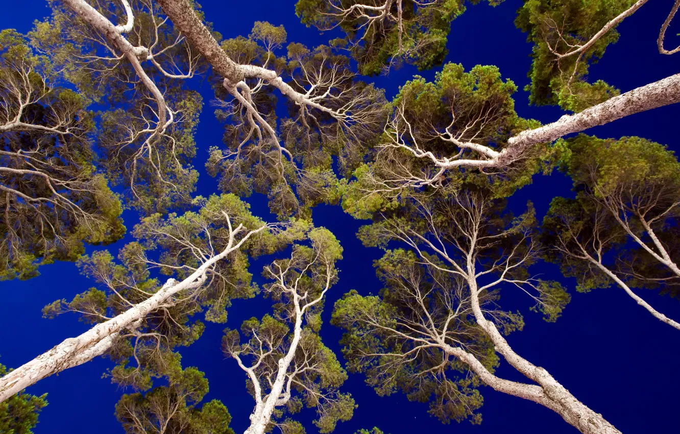 Photo wallpaper the sky, nature, pine