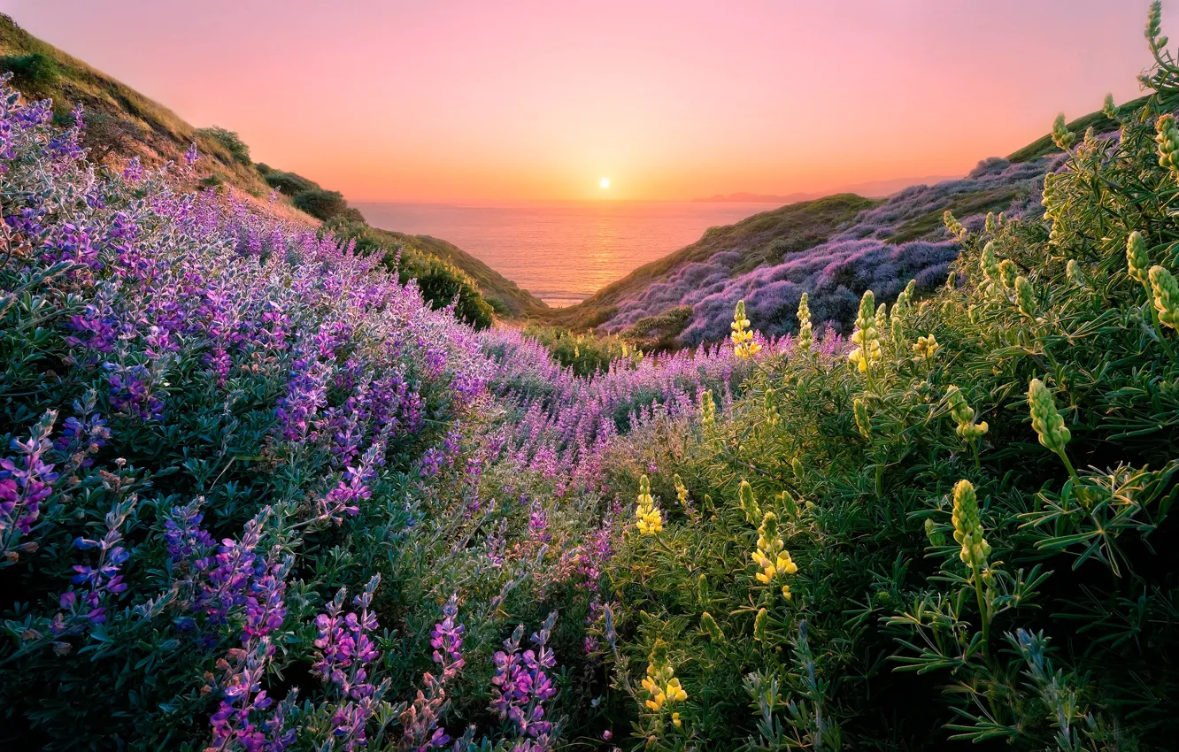 Photo wallpaper sea, the sky, grass, the sun, flowers, coast, horizon, San Francisco