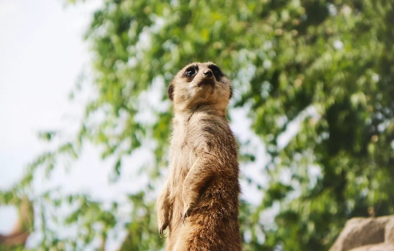 Photo wallpaper animal, wool, looks, meerkat