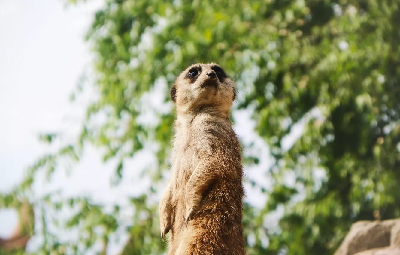 Photo wallpaper animal, meerkats, wool, looks