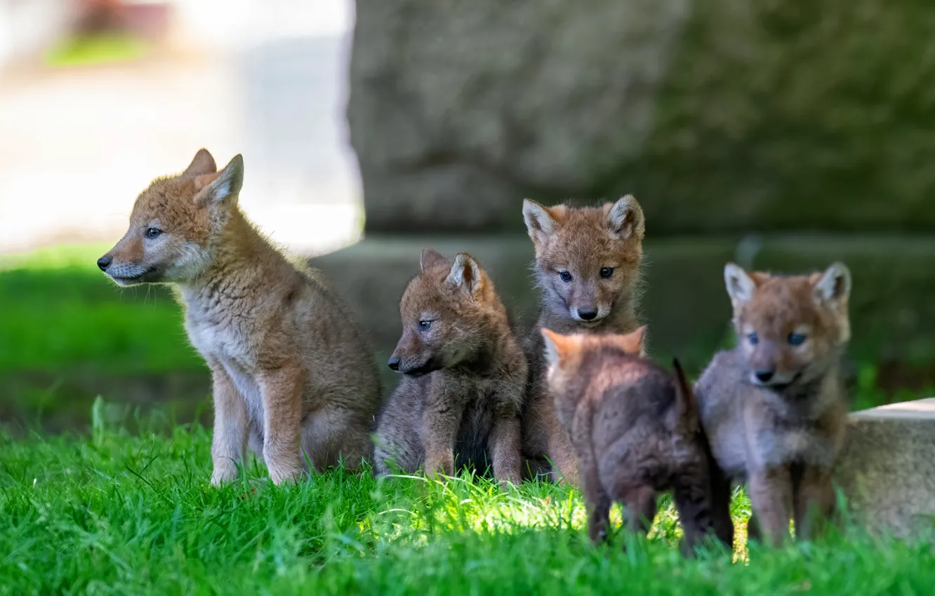 Photo wallpaper grass, puppies, wolves, kids, the cubs, the cub, coyote, brood
