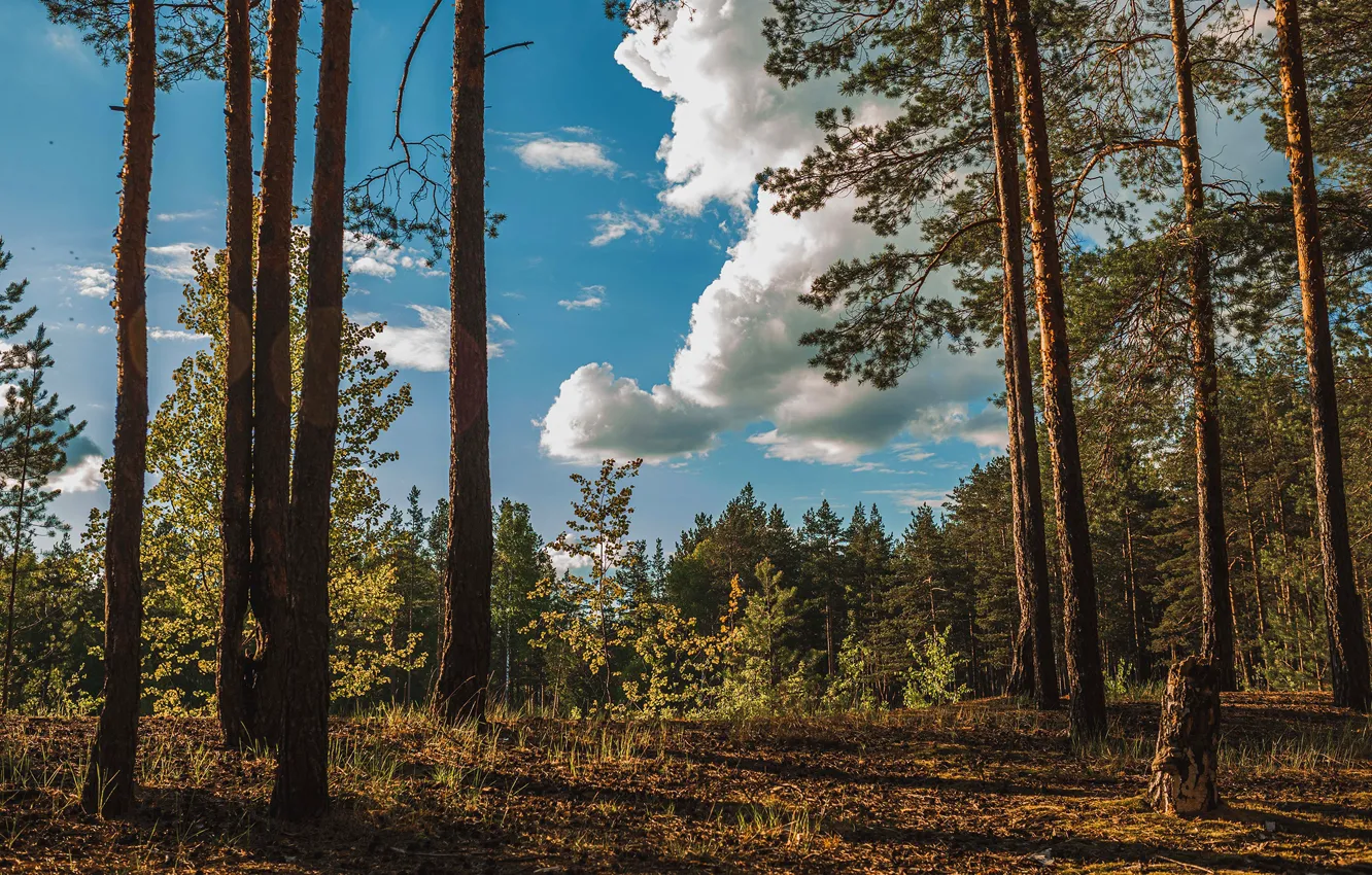 Photo wallpaper forest, the sky, the sun, trees, nature, Vladimir Vasiliev