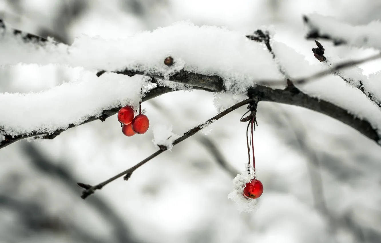 Photo wallpaper snow, branches, apples