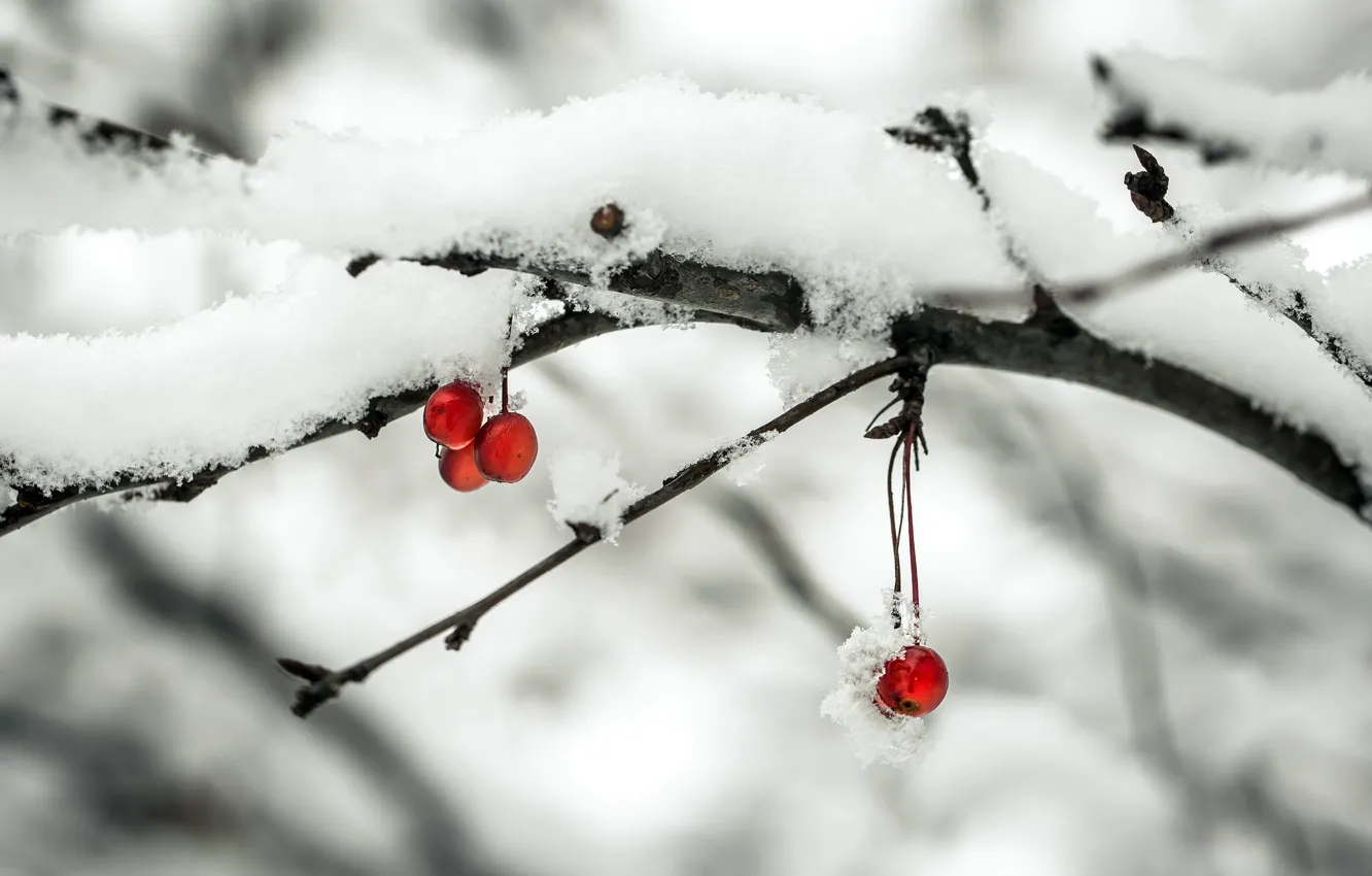 Photo wallpaper snow, apples, branch