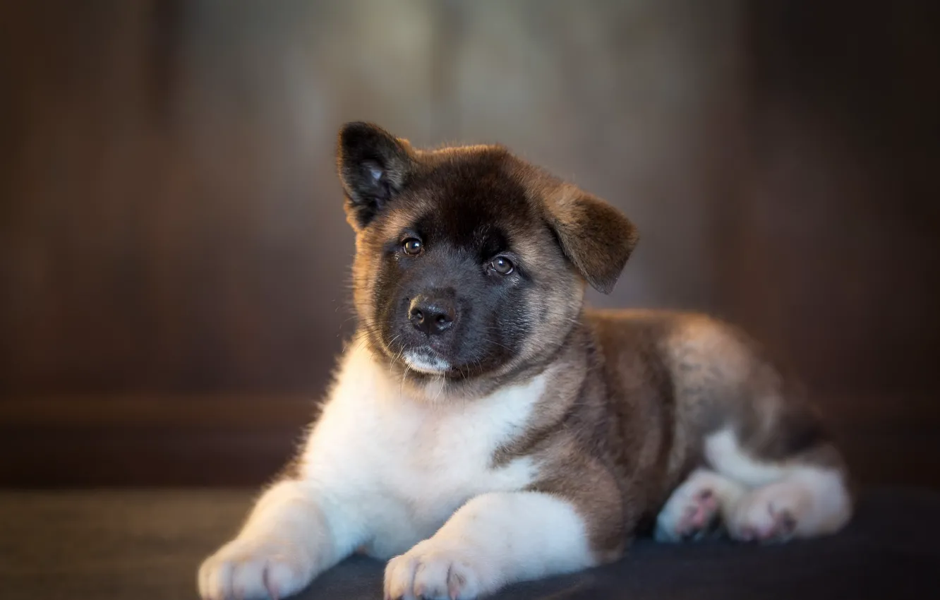Photo wallpaper dog, puppy, Akita inu