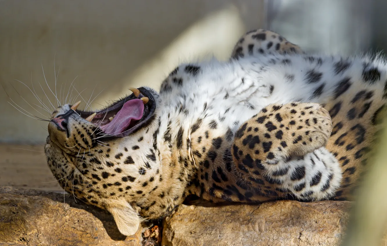 Photo wallpaper cat, mouth, leopard, fangs, yawns, Persian, ©Tambako The Jaguar