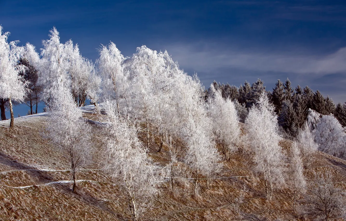 Photo wallpaper winter, frost, trees, landscape