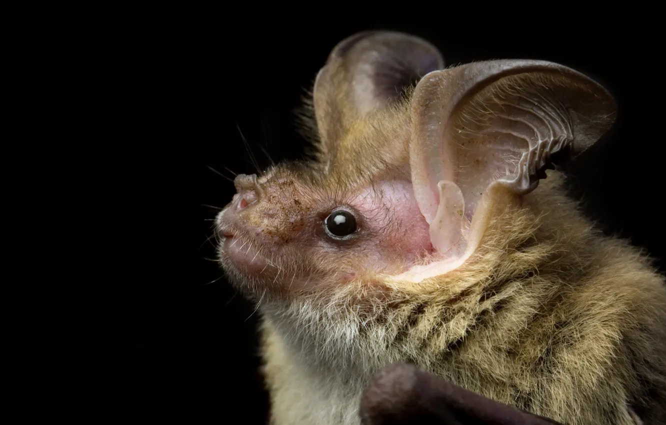 Photo wallpaper hell, Nyctophilus corbeni, Corben s Long-eared Bat