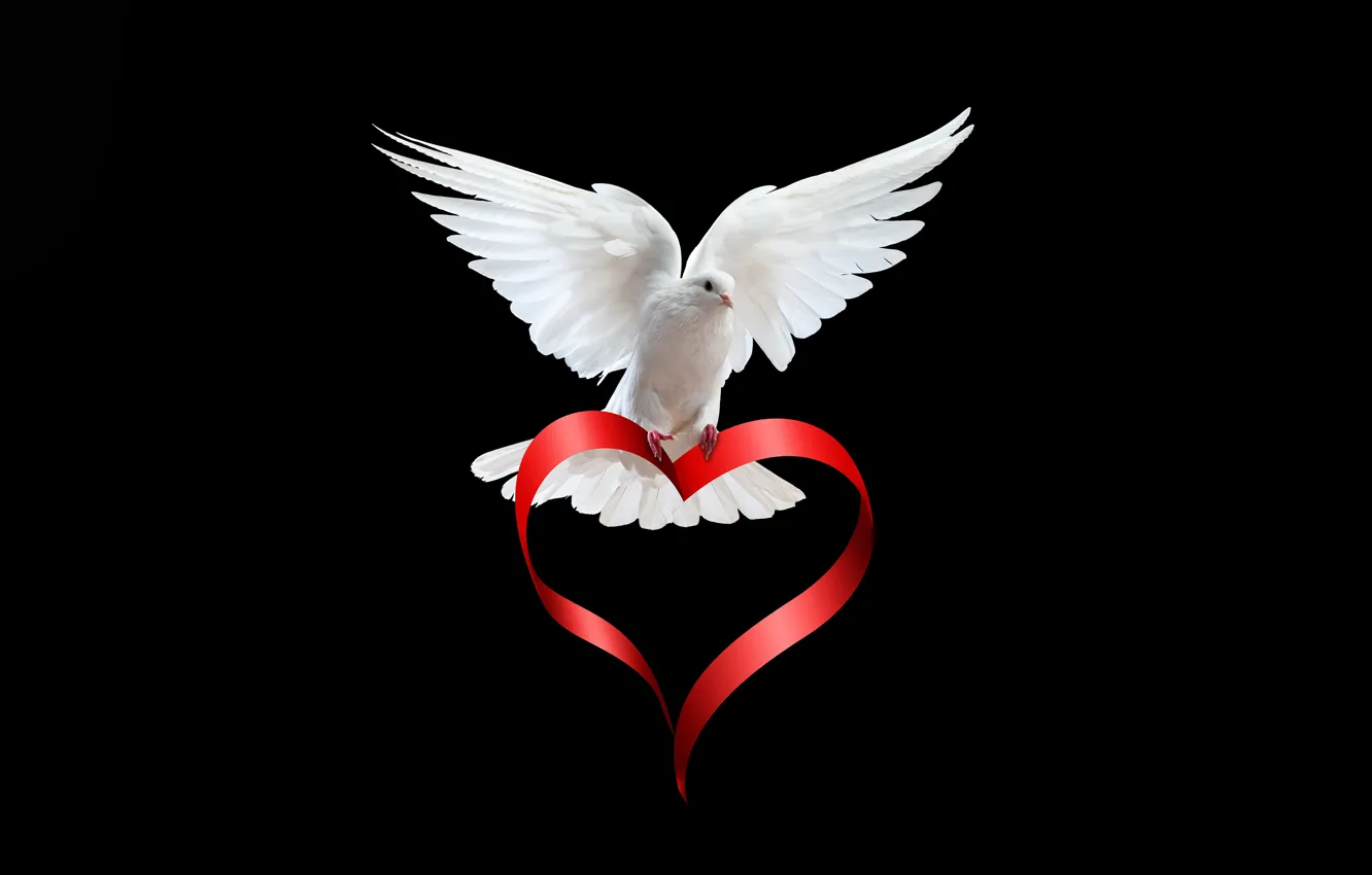 Photo wallpaper white, bird, heart, dove, wings, feathers, tape, black background