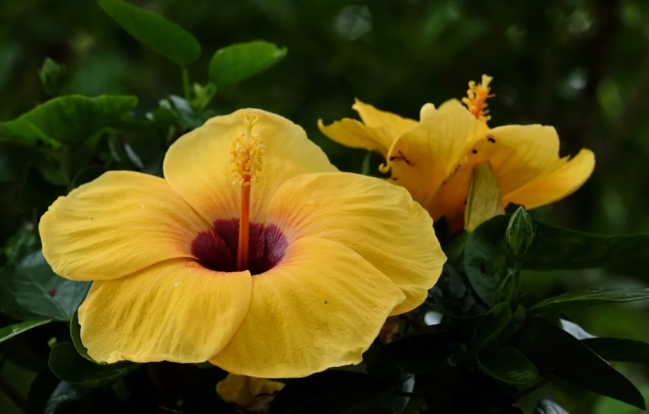 Photo wallpaper flowers, yellow, flowering, hibiscus