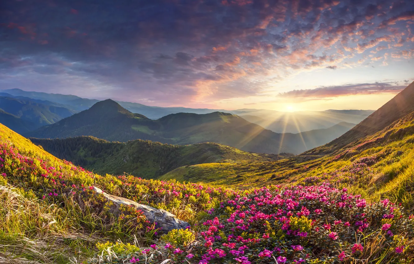 Photo wallpaper clouds, rays, flowers, mountains, fog, dawn, hills, spring