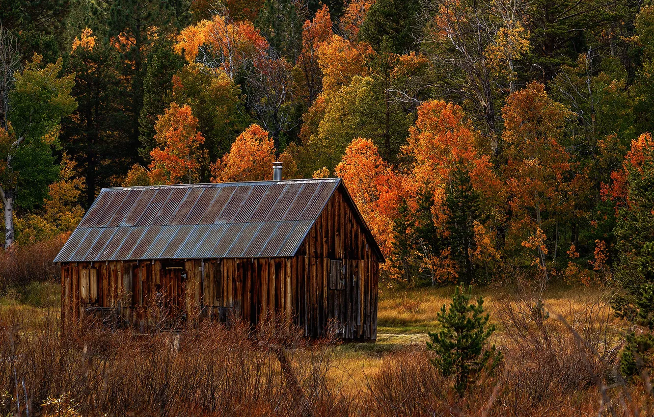 Photo wallpaper autumn, forest, trees, the barn, CA, USA, Hope Valley