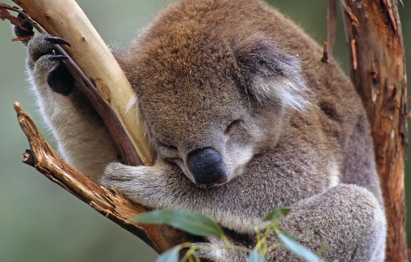 Photo wallpaper Australia, Koala, marsupials