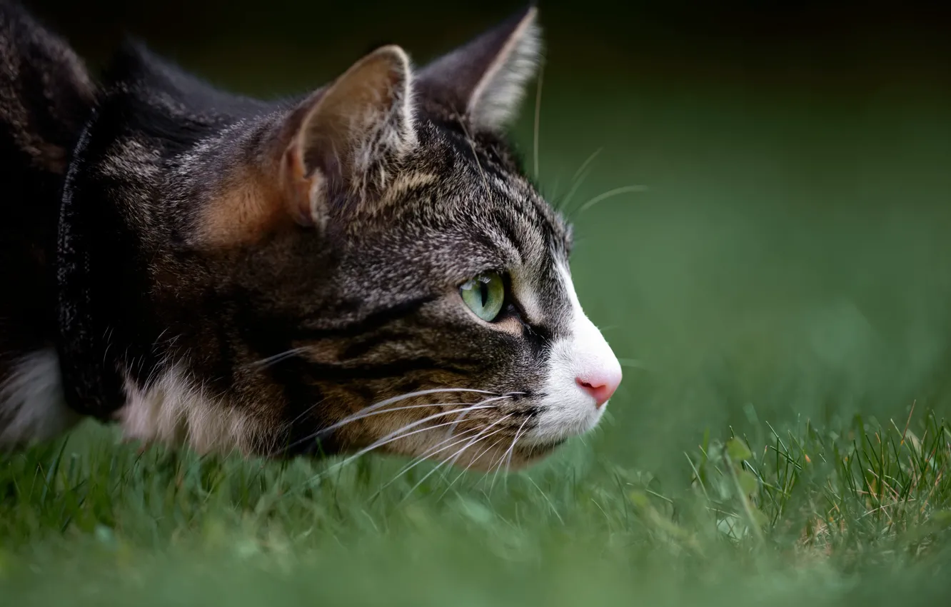 Photo wallpaper cat, grass, look