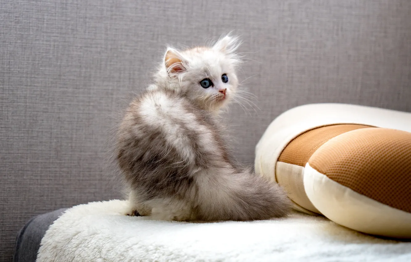 Photo wallpaper look, grey, bed, pillow, fluffy, baby, blanket, tail