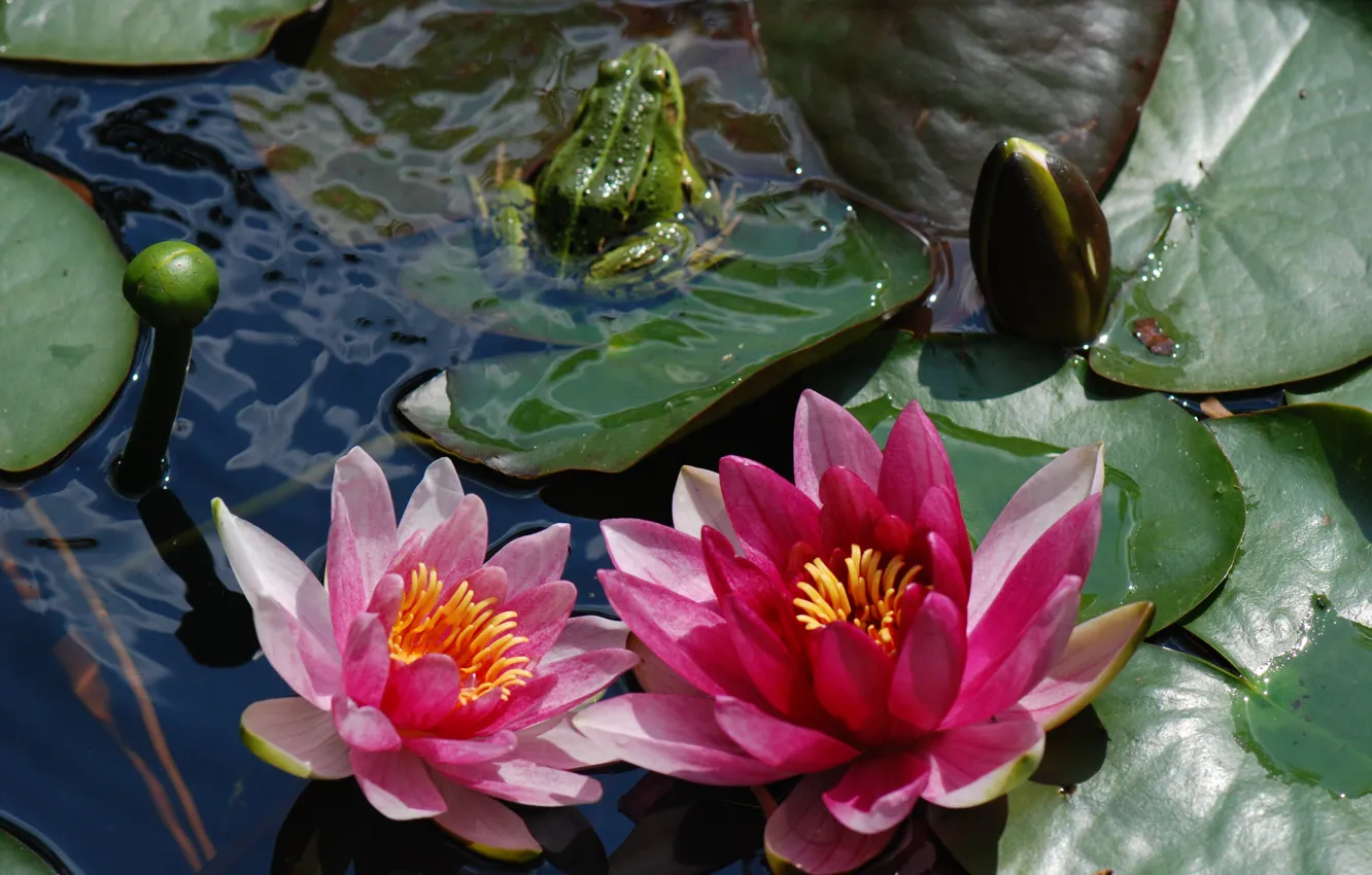 Photo wallpaper leaves, pond, frog, pond, water lilies