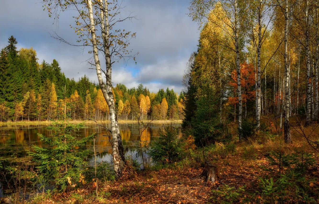 Photo wallpaper autumn, forest, river, foliage